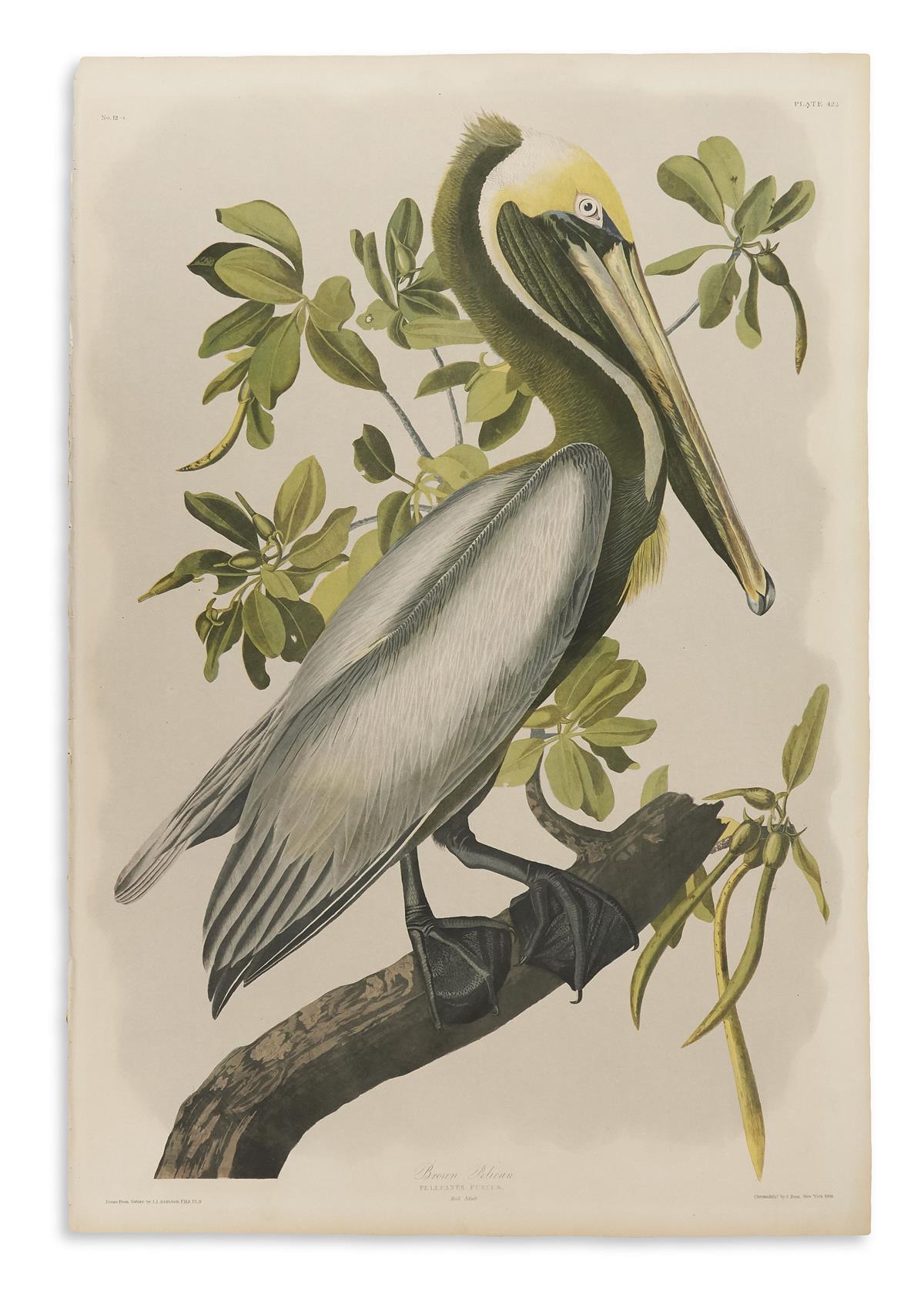 AUDUBON, JOHN JAMES. Brown Pelican. Plate 423.